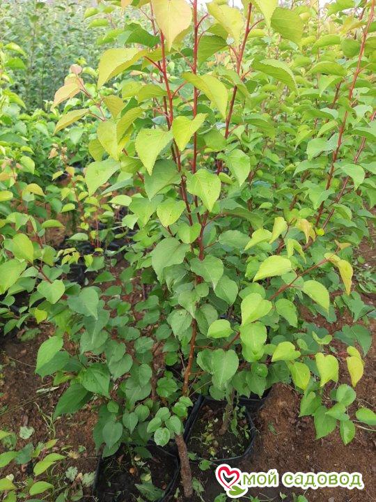 Абрикос Звездный